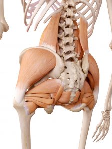 腰痛に関係する筋肉